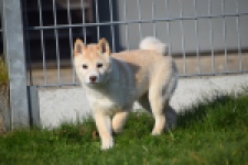Shiba (reu) 35728
