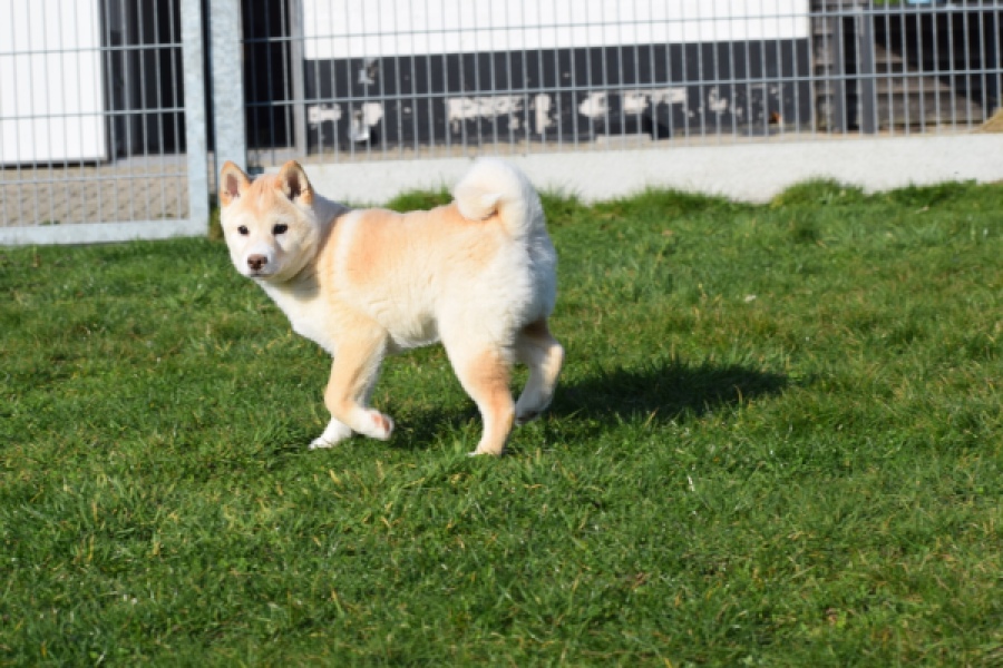 Shiba (reu) 35728