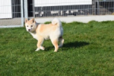 Shiba (reu) 35728