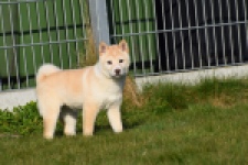 Shiba (reu) 35728