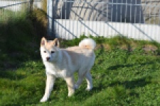 Shiba (reu) 35728