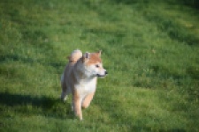 Shiba (teef) 35744