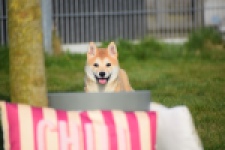 Shiba (teef) 35732