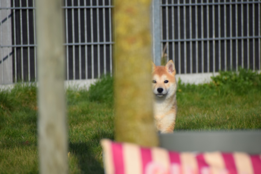 Shiba (teef) 35732