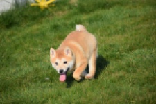 Shiba (teef) 35732