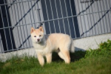 Shiba (reu) 35729