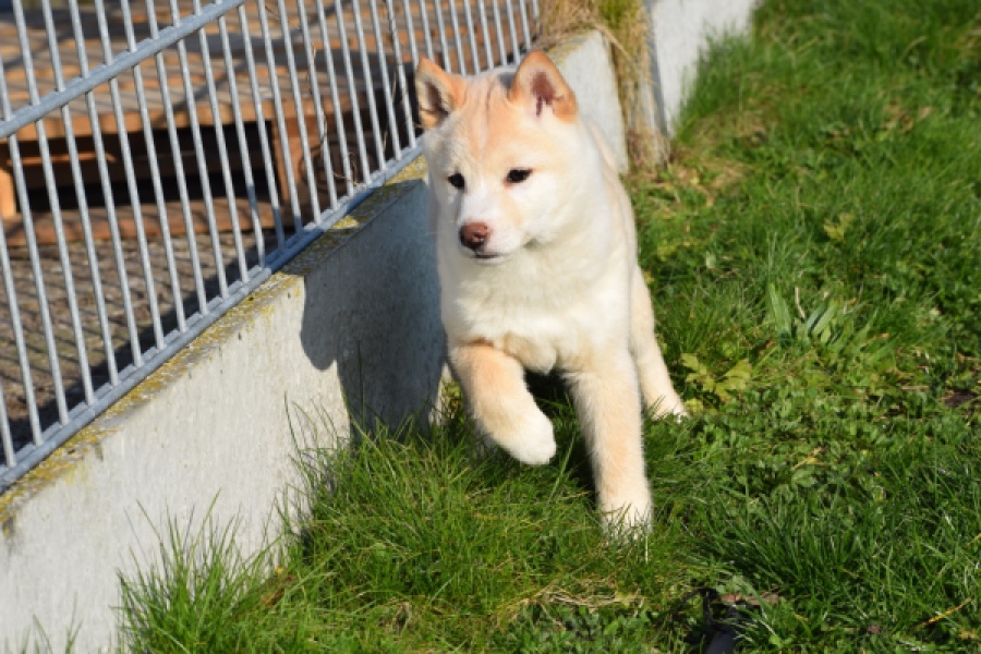 Shiba (reu) 35729