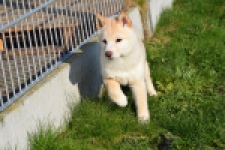 Shiba (reu) 35729