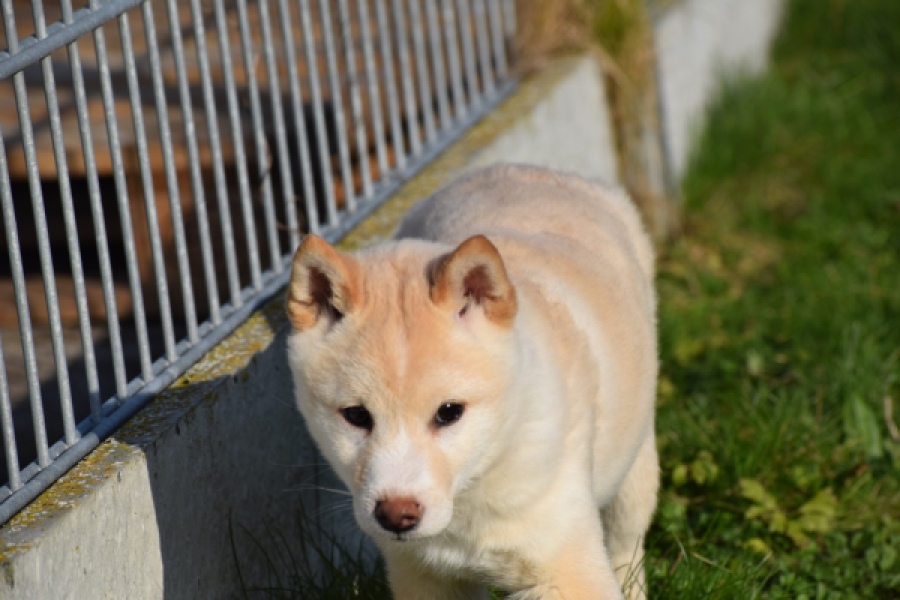 Shiba (reu) 35729