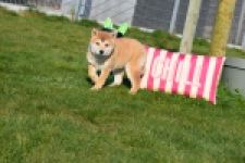 Shiba (teef) 35733