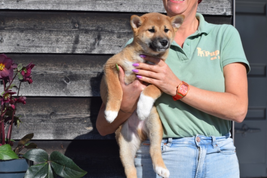 Shiba Inu (reu) 30704