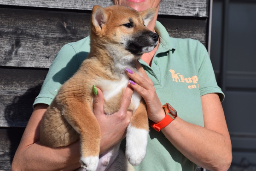 Shiba Inu (reu) 30704