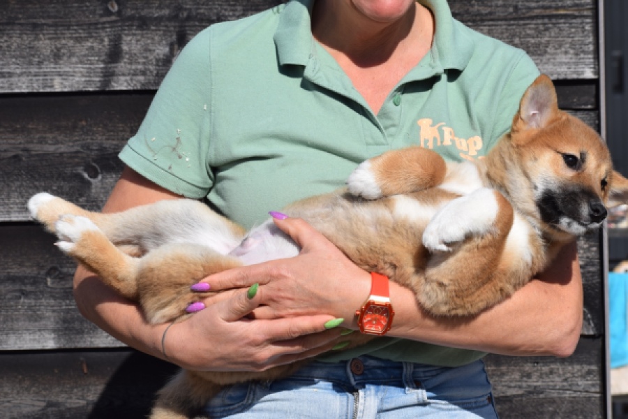 Shiba Inu (reu) 30704