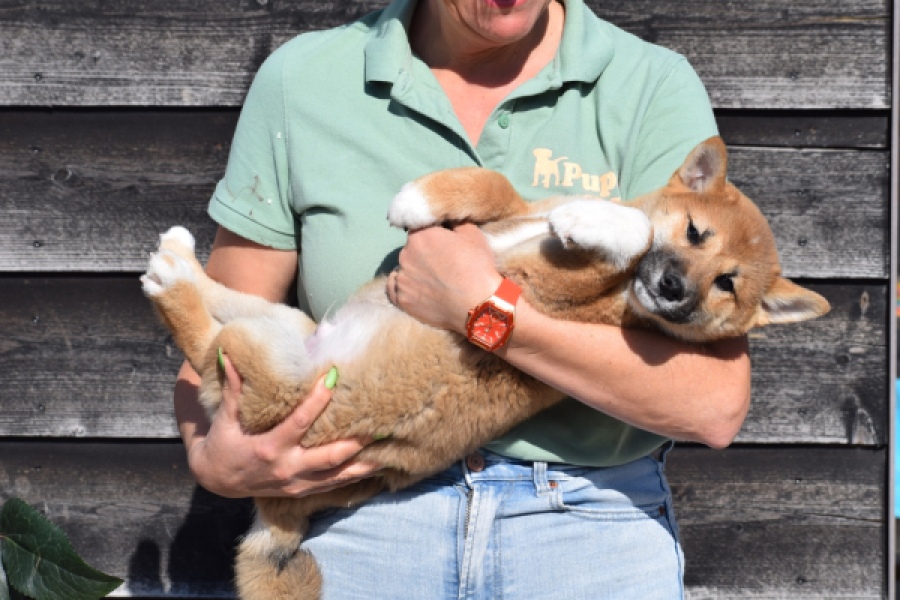 Shiba Inu (reu) 30704