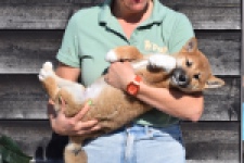 Shiba Inu (reu) 30704