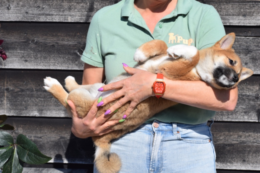 Shiba Inu (reu) 30704