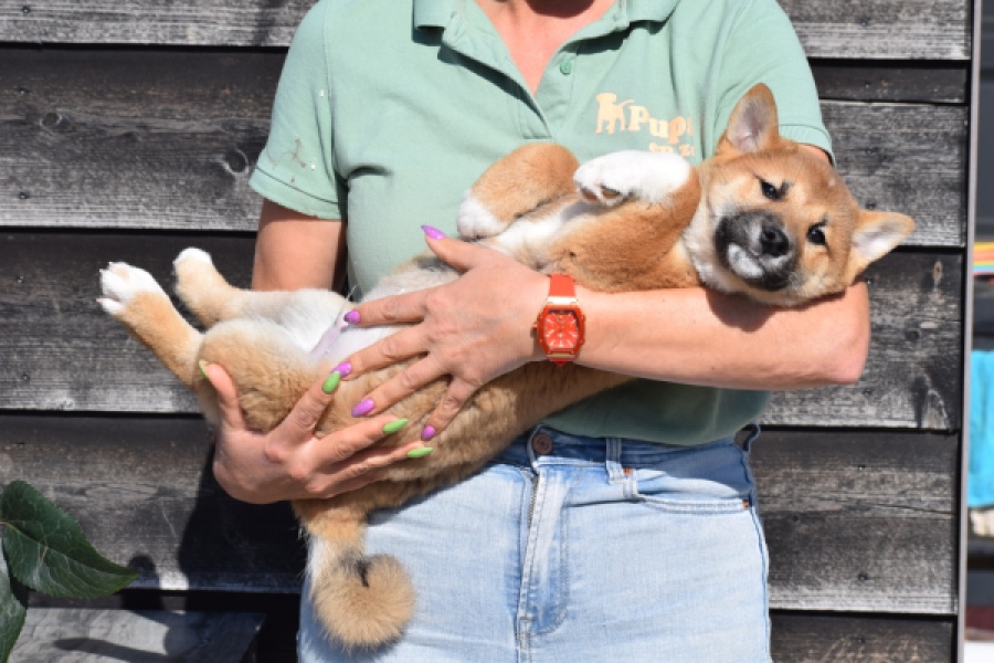 Shiba Inu (reu) 30704