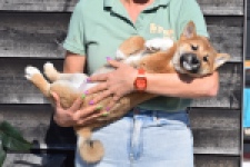 Shiba Inu (reu) 30704