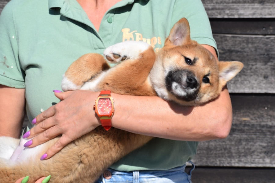 Shiba Inu (reu) 30704