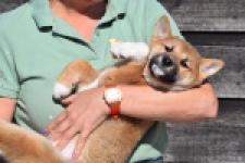 Shiba Inu (reu) 30704
