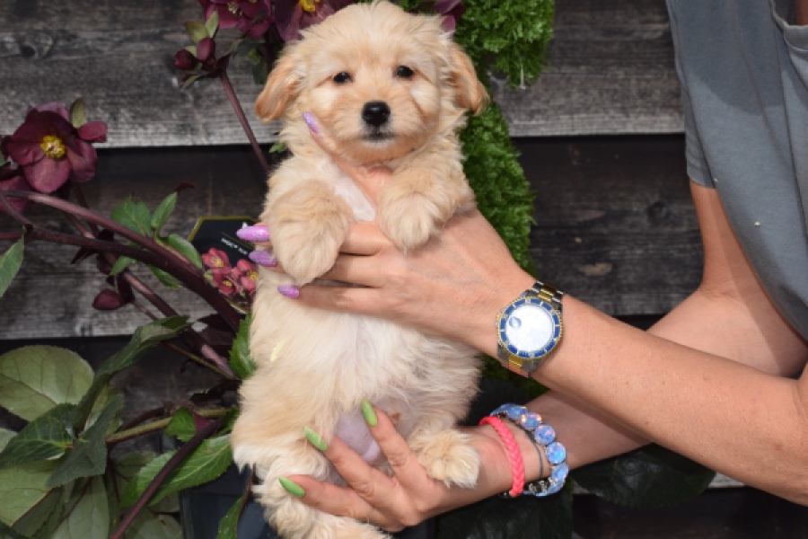 Maltipoo (reu) 80247