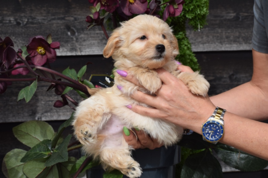 Maltipoo (reu) 80247