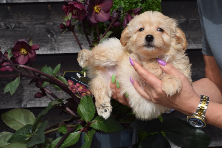 Maltipoo (reu) 80247