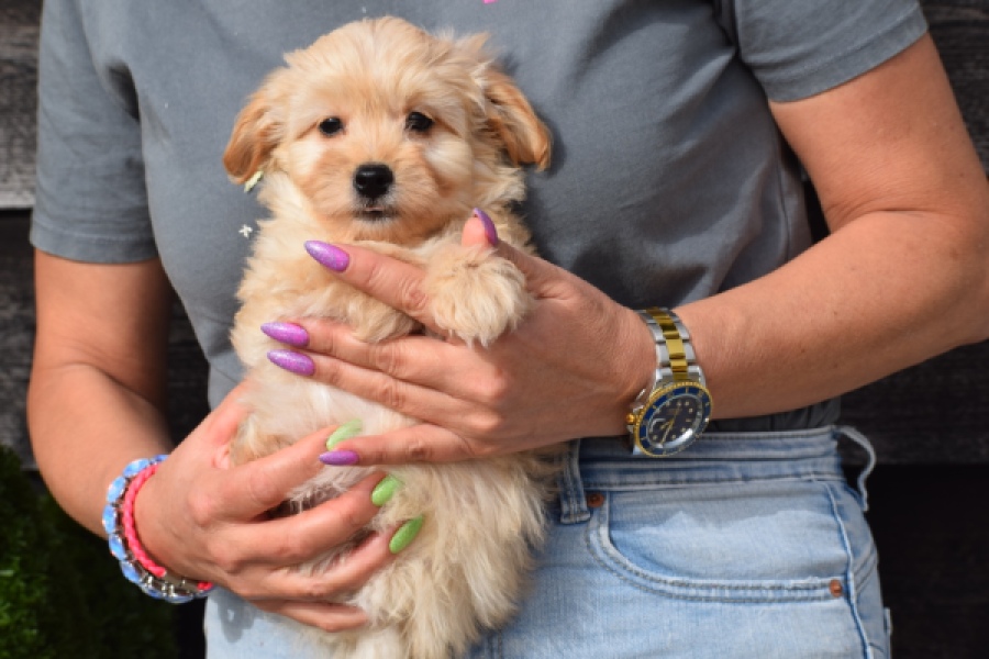 Maltipoo (reu) 80247