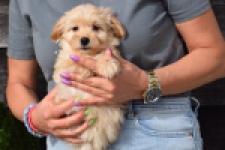 Maltipoo (reu) 80247
