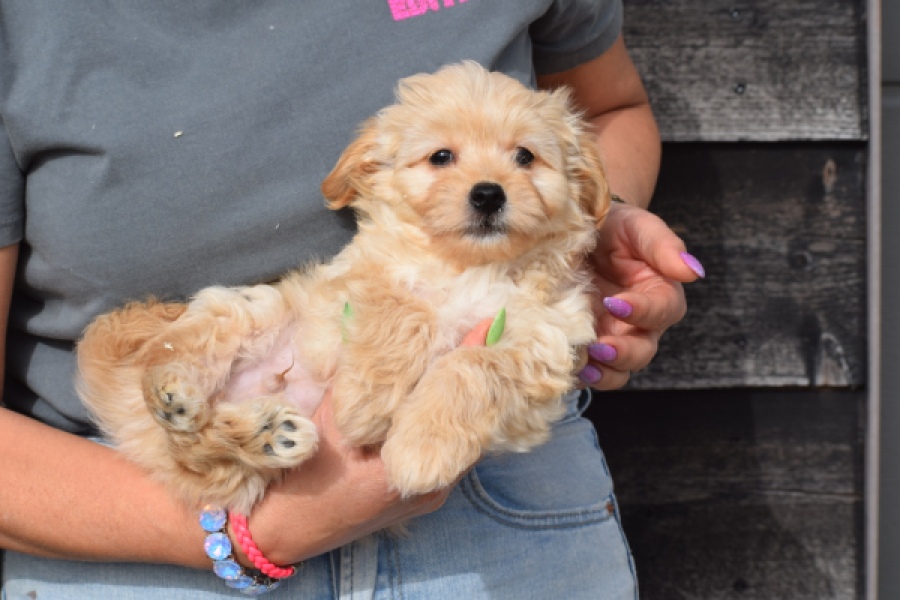 Maltipoo (reu) 80247