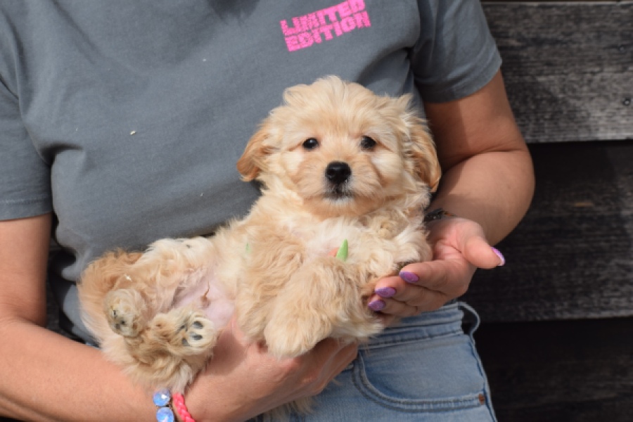 Maltipoo (reu) 80247