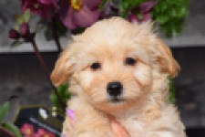 Maltipoo (reu) 80247