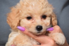 Maltipoo (teef) 94752