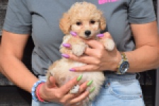 Maltipoo (teef) 94752