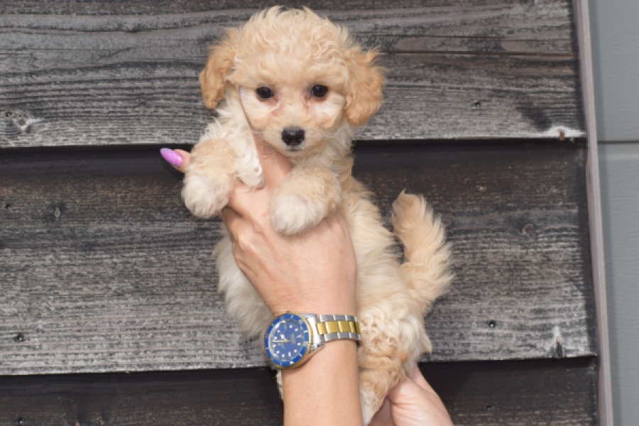 Maltipoo (teef) 94752