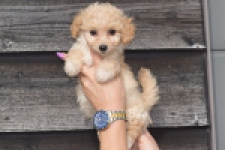 Maltipoo (teef) 94752