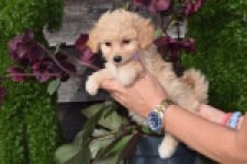 Maltipoo (teef) 94752