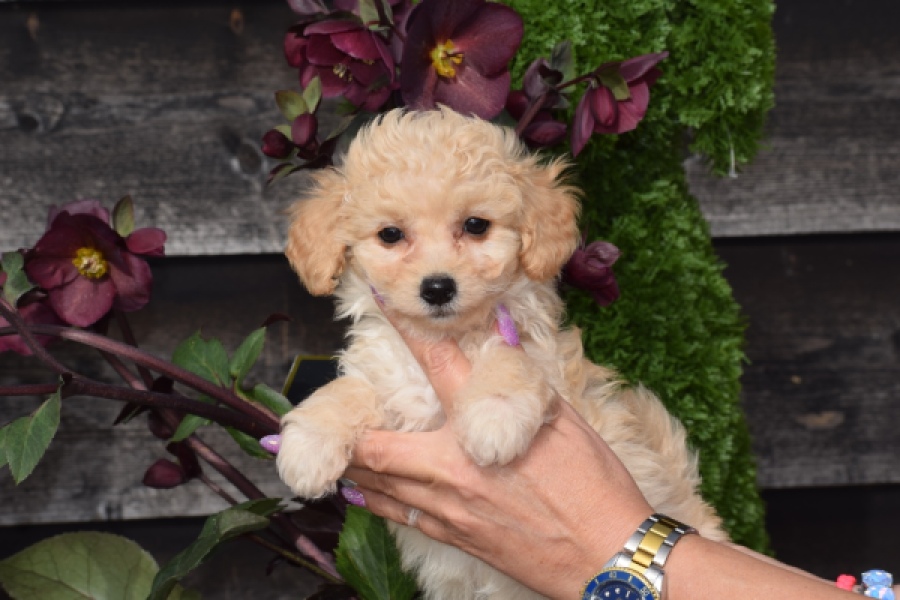 Maltipoo (teef) 94752