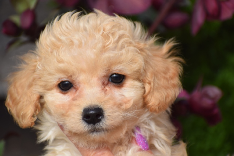 Maltipoo (teef) 94752