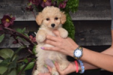 Maltipoo (teef) 94752