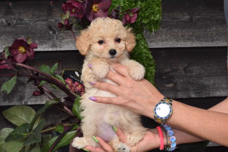 Maltipoo (teef) 94752