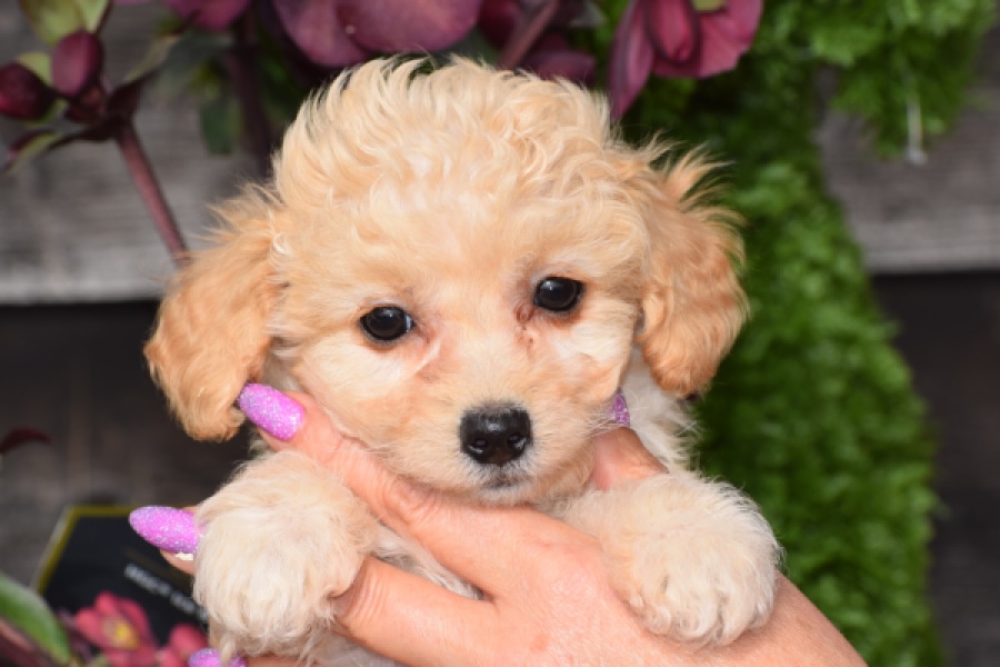 Maltipoo (teef) 94752