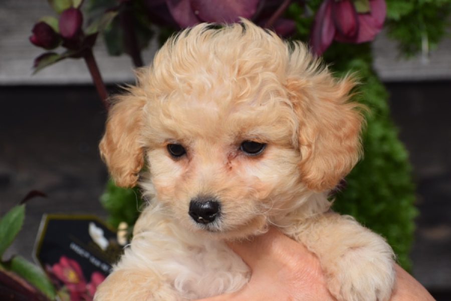 Maltipoo (teef) 94752