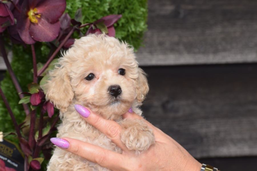 Maltipoo (teef) 80982