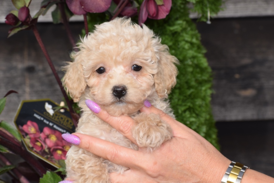 Maltipoo (teef) 80982