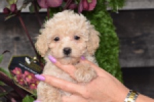 Maltipoo (teef) 80982