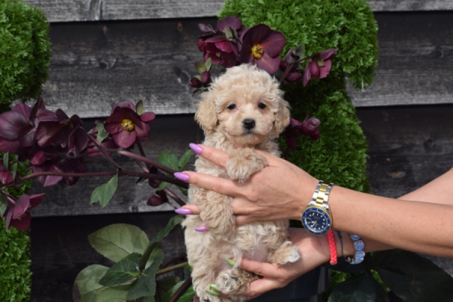 Maltipoo (teef) 80982