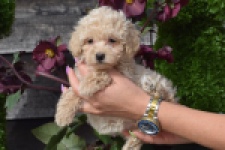 Maltipoo (teef) 80982