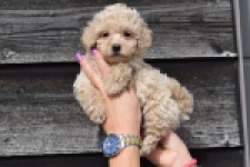 Maltipoo (teef) 80982