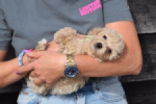 Maltipoo (teef) 80982